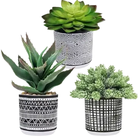 Set of 3 Assorted Small Potted Succulents
