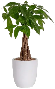 Money Tree
