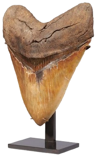 Large Tooth of a Megalodon